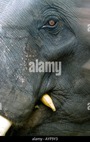 Gefangen indischer Elefant Nahaufnahme Essen eine Banane in ein Elefant-Heiligtum. Kerela. Indien Stockfoto