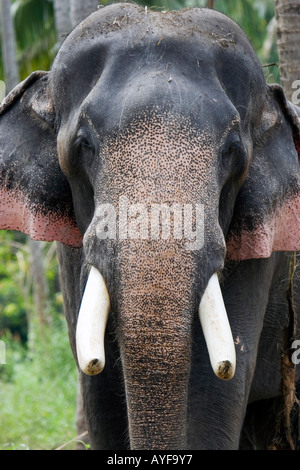 Gefangen indischer Elefant in einem Elefanten-Heiligtum. Kerela. Indien Stockfoto