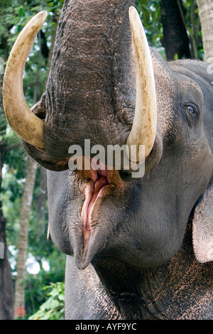 Gefangen indischer Elefant in einem Elefanten-Heiligtum. Kerela. Indien Stockfoto