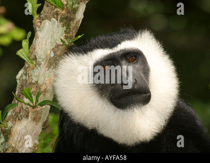 Black And White Colobus Affen Baobeng Fiema Ghana Stockfoto
