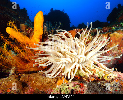 Close-up-Weitwinkel Unterwasser Foto living Coral Reef Anemone, orange Schwämme, Korb star Bis tiefblauen Ozean Turks- und Caicosinseln suchen Stockfoto