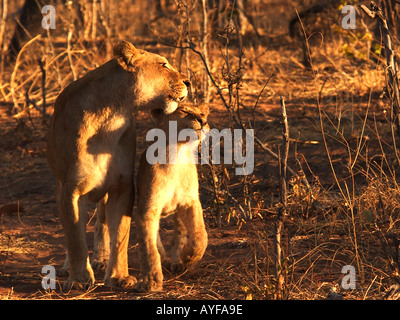 Close-up smiling baby Lion Cub reiben auf das Gesicht seiner Mutter spricht in Gruß während der warmen Abendlicht African Safari in Botswana WOP Stockfoto