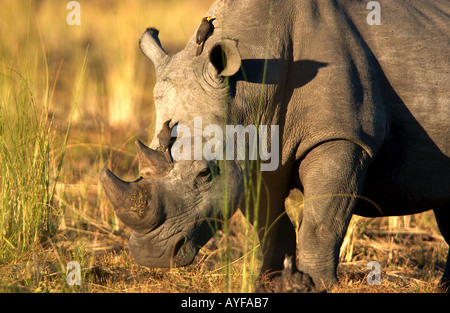 Nahaufnahme Blickkontakt African White Rhino wird durch Paar Gelbe Rechnung oxpeckers im Moremi Game Reserve Okavango Delta Botswana Afrika gereinigt Stockfoto