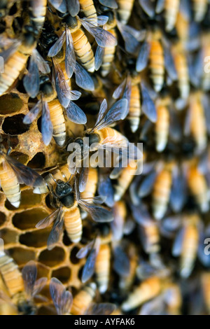 Indischen Honigbienen auf einen Bienenstock. Andhra Pradesh, Indien Stockfoto