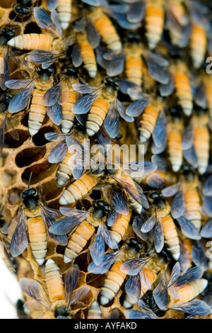 Indischen Honigbienen auf einen Bienenstock. Andhra Pradesh, Indien Stockfoto