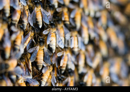 Indischen Honigbienen auf einen Bienenstock. Andhra Pradesh, Indien Stockfoto