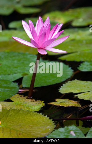 Nymphaea Pubescens. Zwei rosa Seerosen, umgeben von Seerosen in einen Wassergarten in Indien Stockfoto