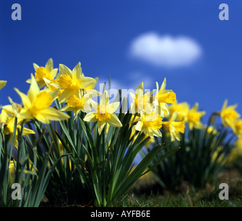 Narzissen vor blauem Himmel Stockfoto