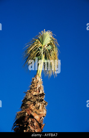 Eine Palme vor einem mediterranen blauen Himmel Stockfoto