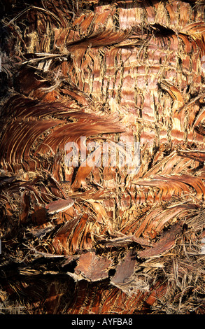 Palmenbaum Rinde Detail, Zypern Stockfoto