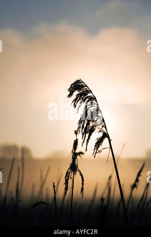 Phragmites Australis. Silhouette des gemeinsamen Reed gegen einen nebligen Sonnenaufgang in der englischen Landschaft Stockfoto