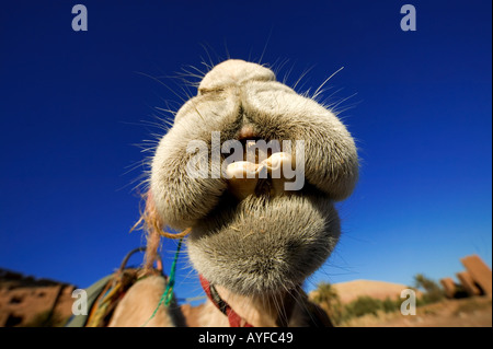 Kamel Camelus Dromedare gehen können 7 Tage ohne Nahrung und Wasser und ein Viertel seiner Körper Gewicht Nordafrika und der arabischen verlieren können Stockfoto