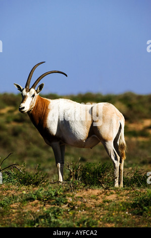 Scimitar horned Oryx Sahara Oryx Oryx Dammah in freier Wildbahn ausgestorben Marokko Stockfoto