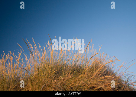 Strandhafer auf einer Sanddüne in Neuseeland Stockfoto