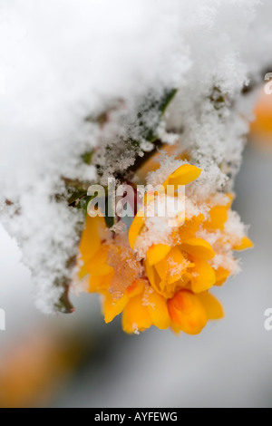 Berberis Darwinii im Schnee Stockfoto