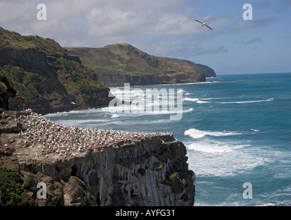 Australasian Gannet Kolonie ( Morus serrator ) Am Muriwai Beach Nordinsel Neuseeland Stockfoto