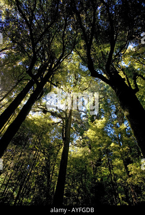 Alten gemischten Podocarp Wald vor allem Rimu im Pureora Regenwald Nordinsel Neuseeland Stockfoto