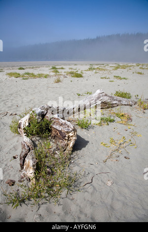Treibholz angespült nebligen Strand Pachena Bay Vancouver Island Kanada Stockfoto