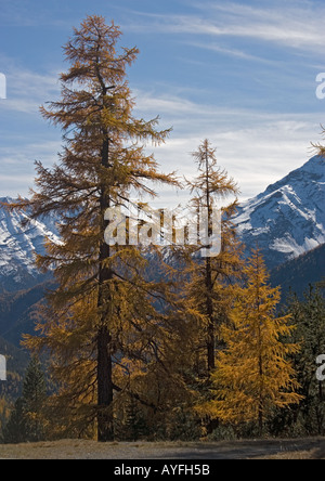 Gemeinsamen Lärchen im Herbst in den Schweizerischen Nationalpark westlich von Zernez Stockfoto