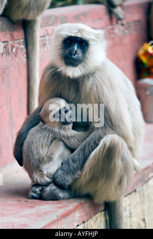 Indien RISHIKESH grau Languren Affen stillen ihr Baby auf den Straßen von Rishikesh, Indien Stockfoto