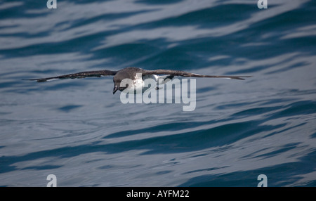 Snares Cape Taube oder Cape Petrel Daption Capense SSP Australe aus Südinsel Neuseeland im Flug Stockfoto