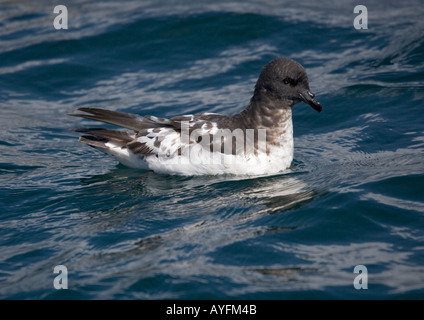 Snares Cape Taube oder Cape Petrel (Daption Capense SSP Australe) vor der Südinsel Neuseelands Stockfoto