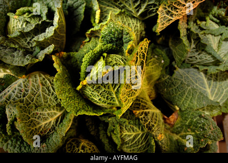 KOHL FÜR DEN VERKAUF AUF DEM BAUERNMARKT IN CORNHILL MARKTPLATZ STROUD GLOUCESTERSHIRE UK Stockfoto