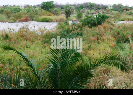 Afrika Namibia Farn wächst die üppigen Ufer des Okavango-Fluss fließt in der Nähe von Popa Fälle in der Abenddämmerung im Caprivi-Streifen Stockfoto