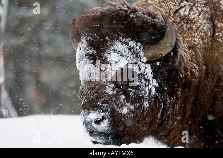 Büffel, Bison Bison, im Winterschnee, im Yellowstone National Park, Stockfoto