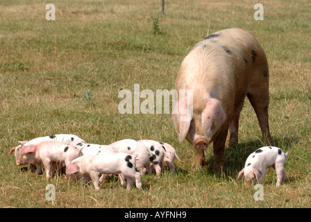 EINE GLOUCESTER ALTEN ORT SAU MIT IHREN FERKELN IM COTSWOLD FARM PARK IN DER NÄHE VON STOW AUF WOLD GLOUCESTERSHIRE UK Stockfoto