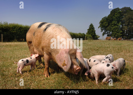 EINE GLOUCESTER ALTEN ORT SAU MIT IHREN FERKELN IM COTSWOLD FARM PARK IN DER NÄHE VON STOW AUF WOLD GLOUCESTERSHIRE UK Stockfoto