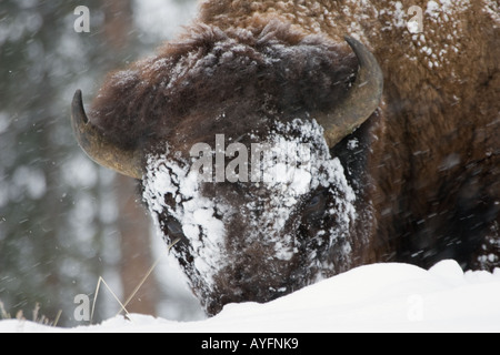 Büffel, Bison Bison, im Winterschnee, im Yellowstone National Park, Stockfoto