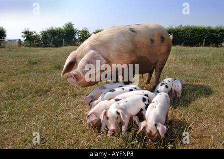 EINE GLOUCESTER ALTEN ORT SAU MIT IHREN FERKELN IM COTSWOLD FARM PARK IN DER NÄHE VON STOW AUF WOLD GLOUCESTERSHIRE UK Stockfoto