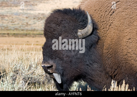 Büffel, Bison Bison, Nahaufnahme, Porträt, Schuss in den Kopf Stockfoto