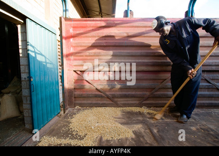 Afrika Kenia Ruira Herr Arbeiter fegt Rückseite des LKW verwendet, um die Taschen von Arabica Kaffeebohnen während der Ernte zu schleppen Stockfoto