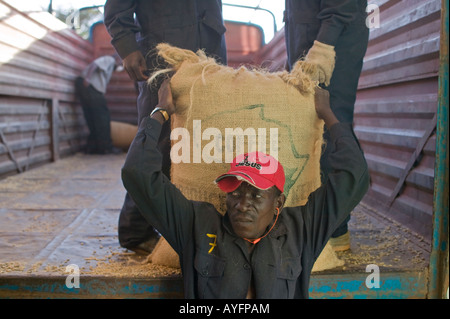 Afrika Kenia Ruira Herr Workman Tragetaschen von frisch gepflückten Arabica-Kaffeebohnen in Sortieranlage Stockfoto