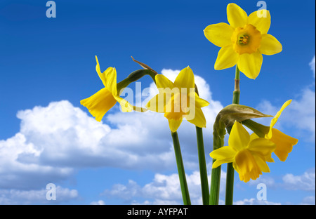 Narzissen vor blauem Himmel mit Wolken. Stockfoto