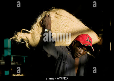 Afrika Kenia Ruira Herr Workman Tragetaschen von frisch gepflückten Arabica-Kaffeebohnen in Sortieranlage Stockfoto