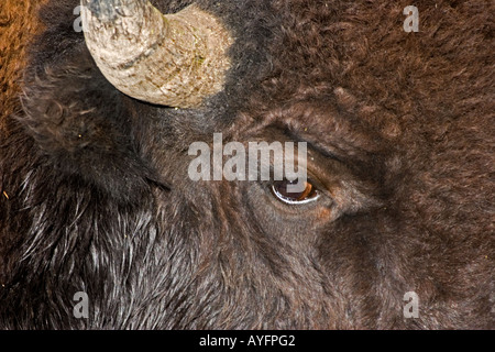 Büffel, Bison Bison, Nahaufnahme, Porträt, Schuss in den Kopf Stockfoto