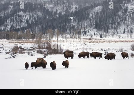 Büffel, Bison Bison, im Winterschnee, im Yellowstone National Park, Stockfoto