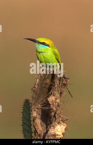 Kleine grüne Bienenfresser Merops Orientalis. Thront auf Kaktus, auf der Jagd nach Insekten. Goa, Indien Stockfoto