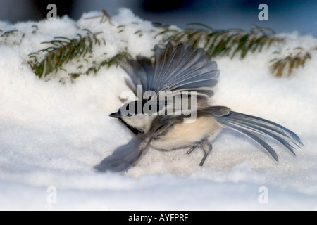 Schwarz gekappt Chickadee Feeder in Anchorage in Alaska Stockfoto