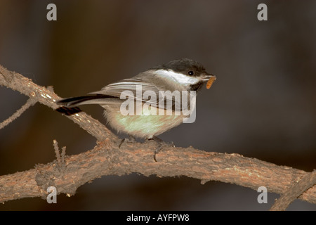 Schwarz gekappt Chickadee Feeder in Anchorage in Alaska Stockfoto