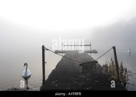Schwäne im frühen Morgennebel am Gartmorn Damm Country Park und Naturschutzgebiet. Stockfoto