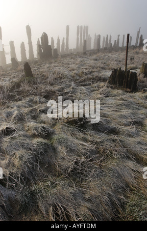 Die Ruinen von Kennet Pow, löscht Kennetpans an der Mündung der Forth als einen frühen Morgennebel einfrieren. Stockfoto