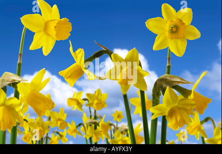 Narzissen vor blauem Himmel mit Wolken. Stockfoto