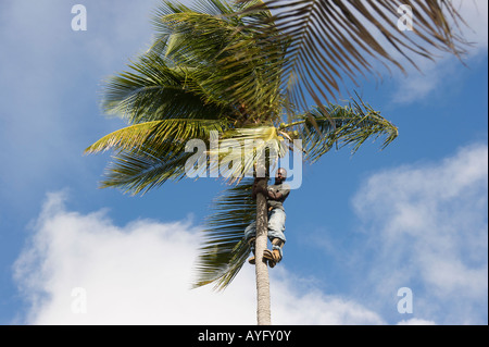 Ein Mann sammelt Kokosnüsse vom Baum zur Vermeidung versehentlichen Abwurf Stockfoto