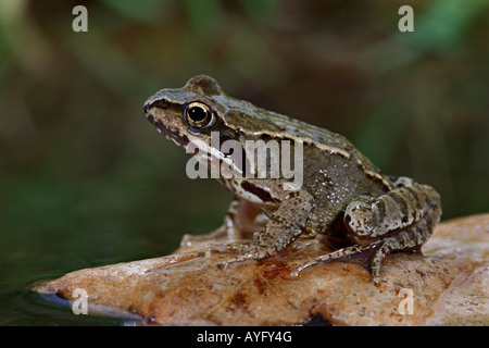 Gemeinsamen Frosch Rana Temporaria sitzen auf schwimmenden Eichenblatt Potton Bedfordshire Stockfoto