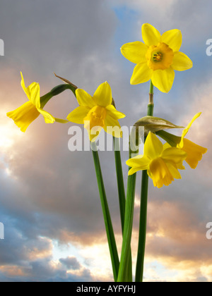 Narzissen vor einem Sonnenuntergang Himmel. Stockfoto