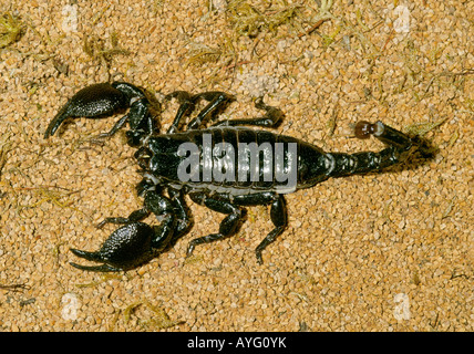 Eine große schwarze Kaiser Skorpion Pandinus Imperator in einigen Teilen Afrikas heimisch Stockfoto